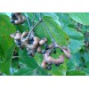 Buy Rare Seeds Hovenia dulcis | Japanese Raisin Tree |