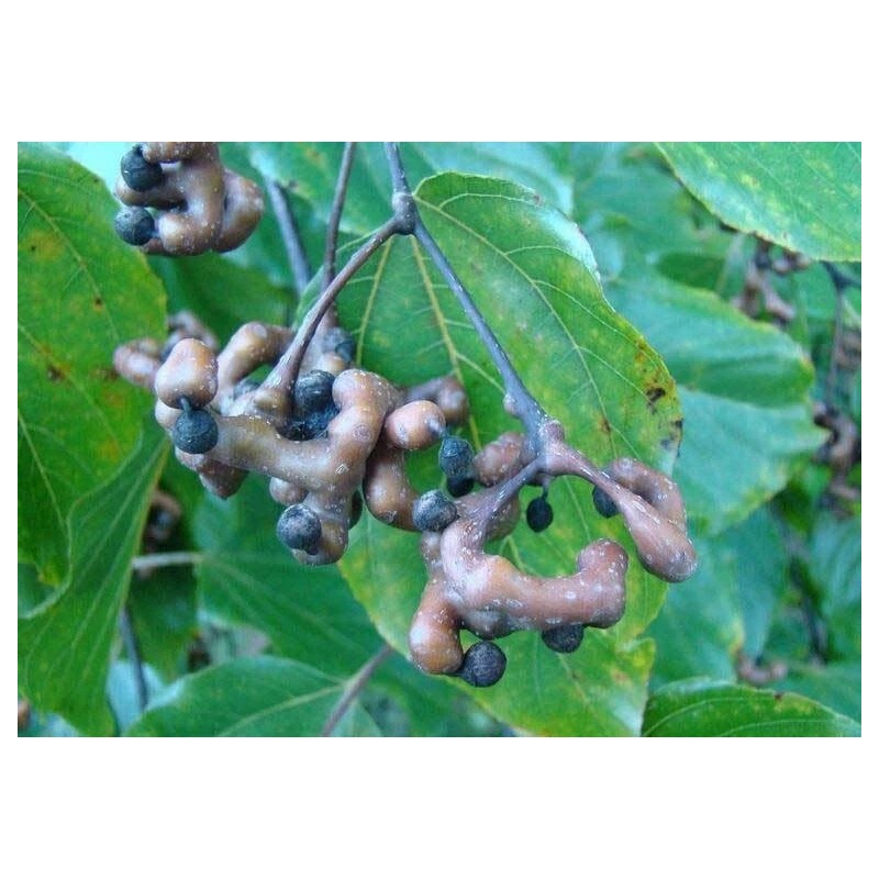 Buy Rare Seeds Hovenia dulcis | Japanese Raisin Tree |