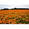 Poppy- California Orange- 500+ Seeds