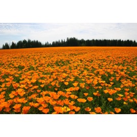 Poppy- California Orange- 500+ Seeds