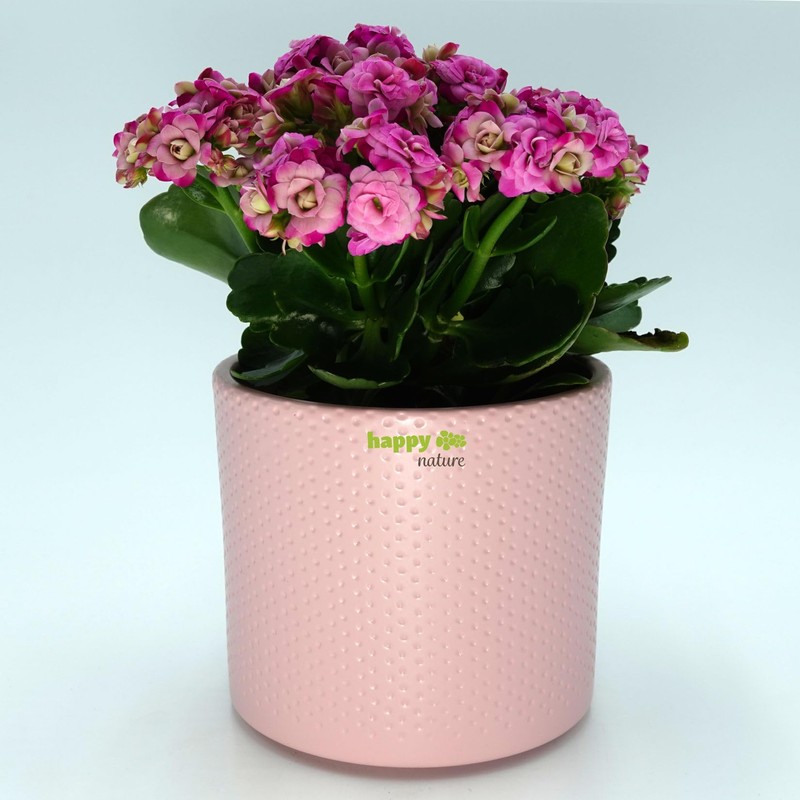 happy nature Ceramic Flower Pot Toscana Silver Pink Matt Diameter