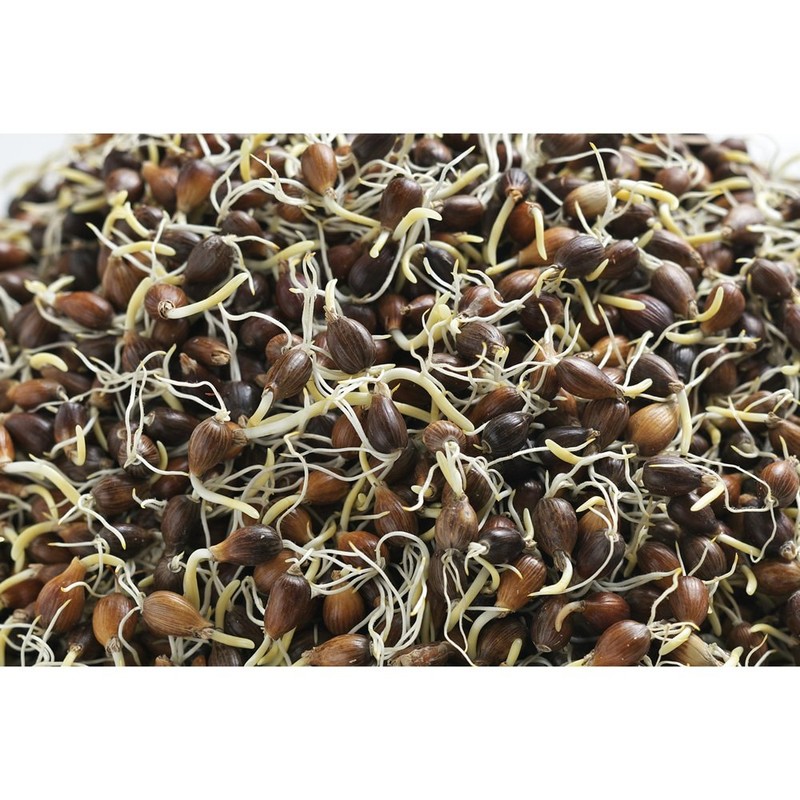 高千穂漢方研究所 黒豆はと茶 30P