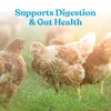 Manna Pro Hydro-Hen Poultry Electrolyte & Probiotic Supplement, Hydration Support