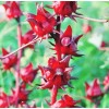 Seed-Top 50 Roselle Seeds Jamaican Sorrel Seeds Florida Cranberry Hibiscus