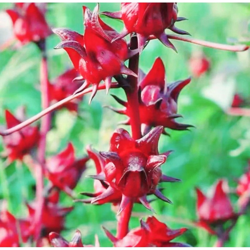 Seed-Top 50 Roselle Seeds Jamaican Sorrel Seeds Florida Cranberry Hibiscus