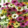 Fairy7Seas Echinacea Seeds - Echinacea Purpurea- Coneflower, Lustre Hybr. Mix