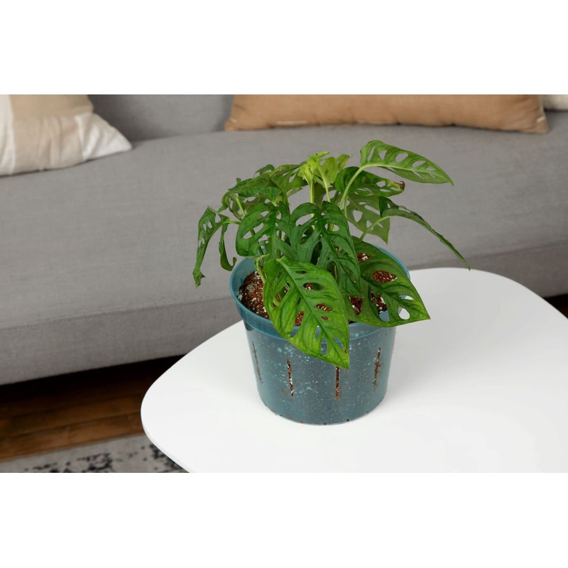 rePotme Orchid Pot - 8 inch Slotted Orchid Pots with