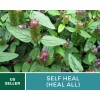Southern Seeds Self Heal (Heal All) - Heirloom Seeds -