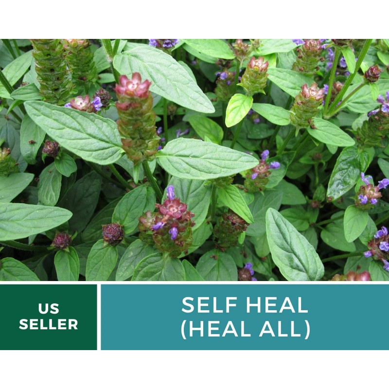 Southern Seeds Self Heal (Heal All) - Heirloom Seeds -