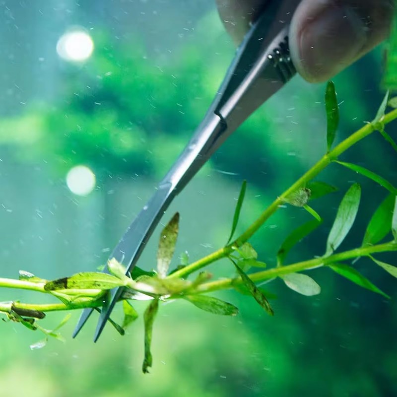 AIMALL quarium Grass Tank Trimming Shears - Black Stainless Steel