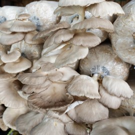 Out Grow Sajor-Caju Mushroom (Pleurotus sajor-caju) Liquid Culture