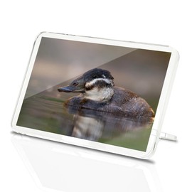 Classic Rectangle Magnet with Stand - White Headed Duck Nature Wildlife - Fridge Locker Office Whiteboard Toolbox #53560