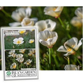 White Linen California Poppy Seeds for Planting, 1000+ Flower Seeds Per Packet, (Isla's Garden Seeds), Non GMO Seeds, Scientific Name: Eschscholzia californica, Great Home Garden Gift