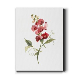 Renditions Gallery Scarlet Sweet Pea Wall Art, Premium Gallery Wrapped Canvas Decor, Ready to Hang, 12 in H x 8 in W, Made in America Print