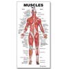 Blue Tree Publishing Muscle Charts (Muscle gift pack)