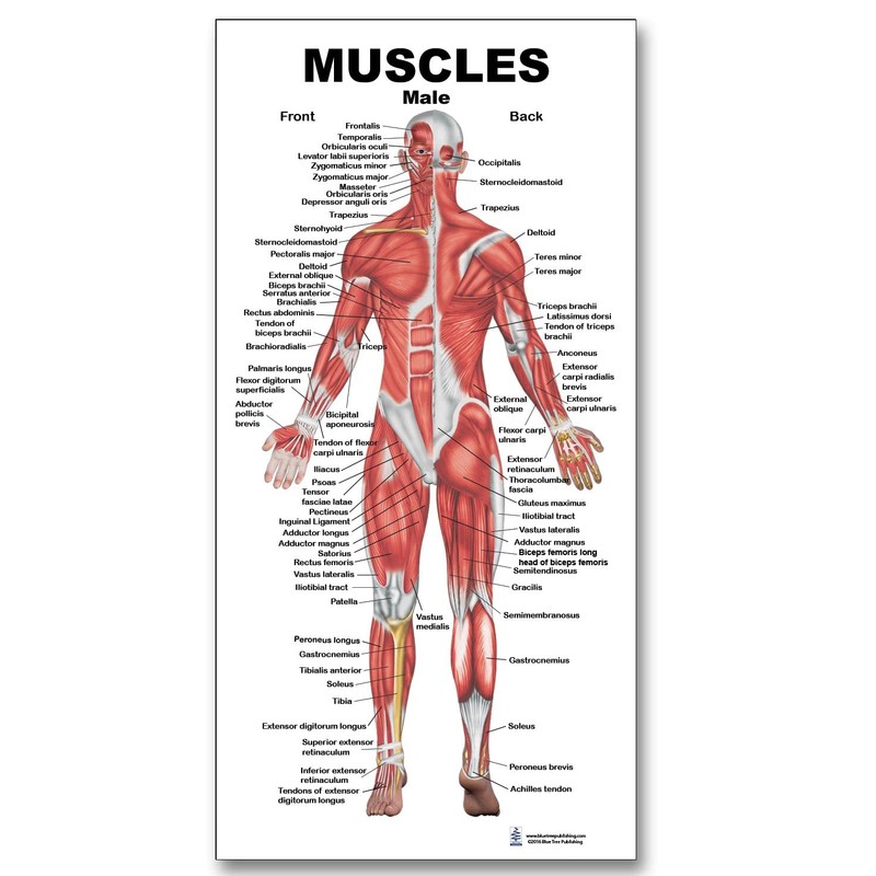 Blue Tree Publishing Muscle Charts (Muscle gift pack)