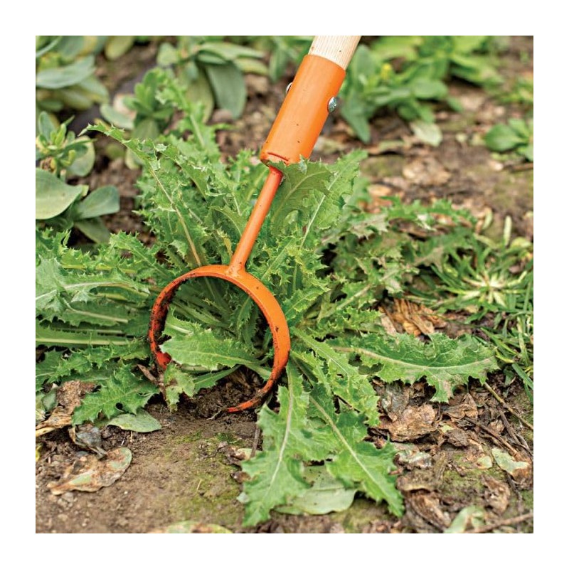A.M. Leonard Hoop Hoe (4-Inch Diameter Head with 60-Inch Hardwood