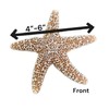 NESSASTORES Sugar Starfish Sea Shell Wedding Real Craft 4" to