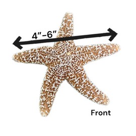 NESSASTORES Sugar Starfish Sea Shell Wedding Real Craft 4" to 6" #JC-215 (1 pc)