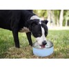 ALPINE Set of 2 Stainless Steel Dog Bowls, Non Slip,
