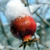 Dragon Garden's (Saipan) Pomegranate Tree Seeds (Punica granatum) "Apple of
