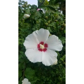 Unbranded HIBISCUS ROSE OF SHARON. LIVE 26"+ 1 PLANT + 1 free. PERENNIAL MIXED COLORS