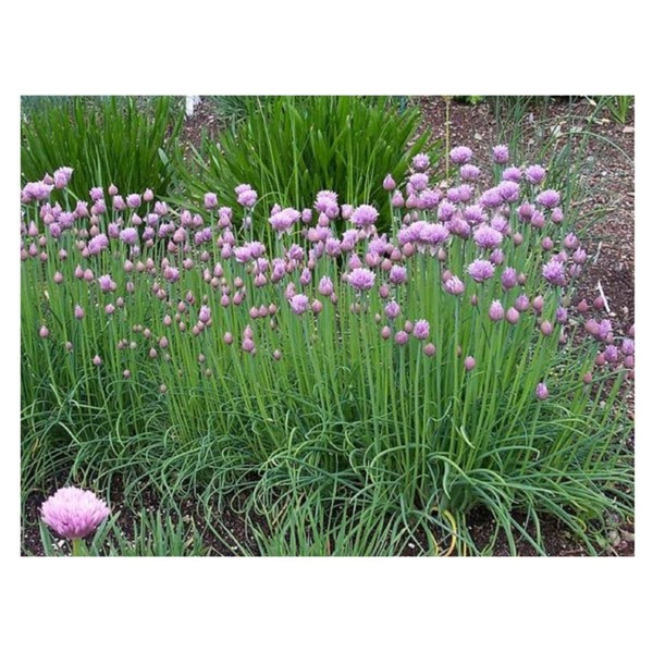 PREMIER SEEDS DIRECT - Chives - CIPOLLINA - 1600 Finest Italian Seeds