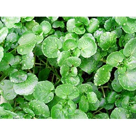 200+ Watercress Seeds Heirloom Non-GMO Delicious Superfood! Easy to Grow! from USA