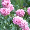 Outsidepride 10000 Seeds Annual Rose Papaver Peony Poppy Flower Seeds