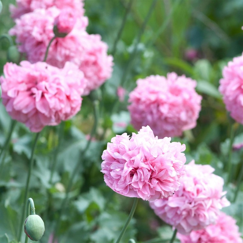 Outsidepride 10000 Seeds Annual Rose Papaver Peony Poppy Flower Seeds
