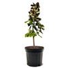 Teddy Bear Southern Magnolia, Shade Tree, 7 gal. Nursery Pot,