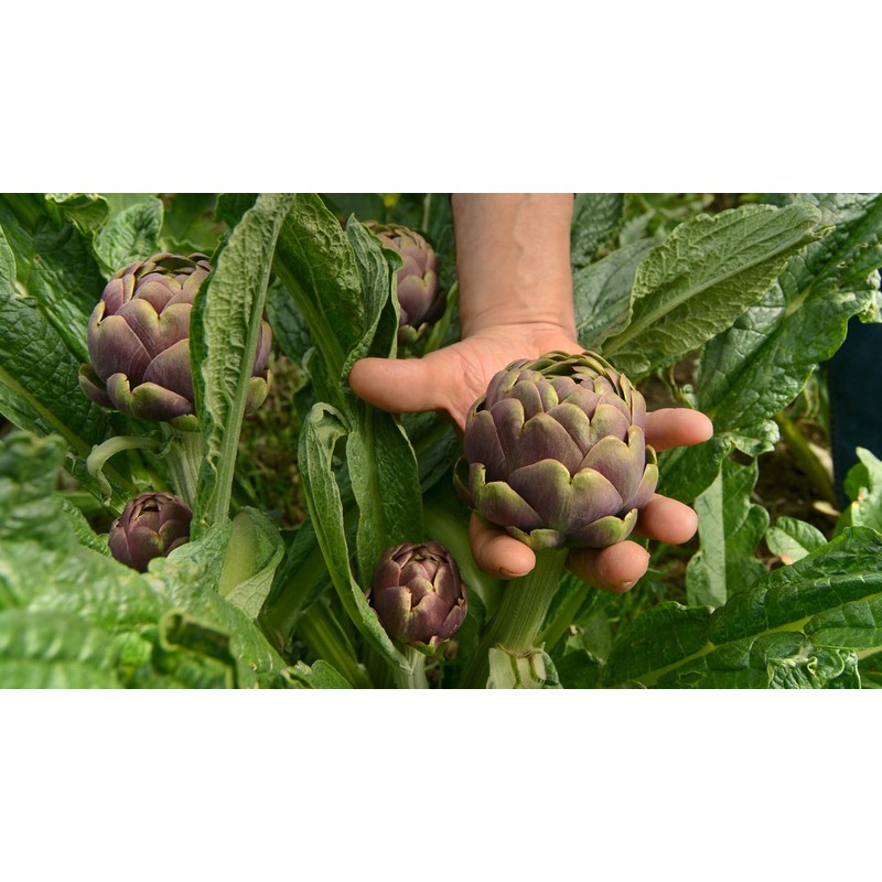Small Artichoke Hearts Preserved in EVOO - Maida Farm, Campania,