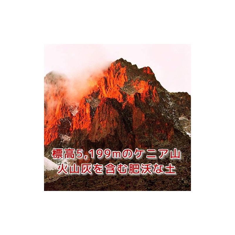 Coffee Raw Beans Red Mountain Kenya Galaxy Coffee (600g)