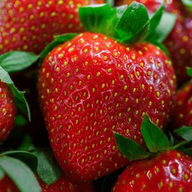 20 Chandler Strawberry Plants - Bare Root June Bearing Strawberries from Hand Picked Nursery