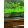 15x Dwarf Sagittaria Subulata Dwarf Sag Easy Live Aquarium Plants