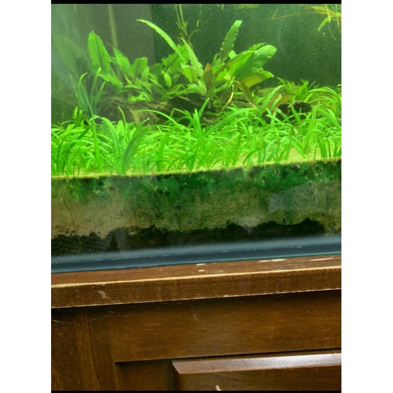 15x Dwarf Sagittaria Subulata Dwarf Sag Easy Live Aquarium Plants