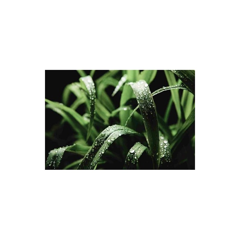 KONGKAHERB™ Citronella Herbal Balm, Thai Massage Balm for Wellness and