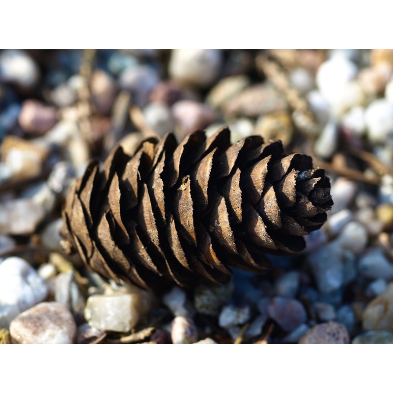 Serbian Spruce | Small Tree Seedling | The Jonsteen Company