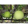 known-you 24 Fragrant Wax Gourd seeds; Taro Winter Melon; Bi