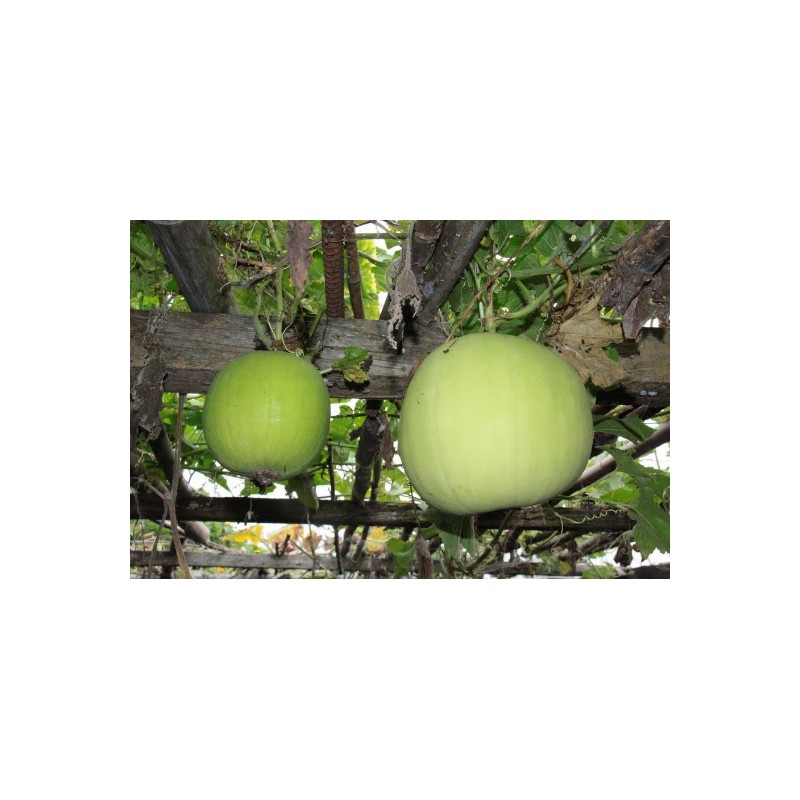 known-you 24 Fragrant Wax Gourd seeds; Taro Winter Melon; Bi