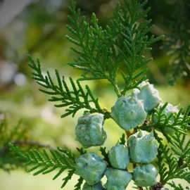 Aromatics International Pure Organic Cypress Essential Oil 5ml | Organic Essential Oils