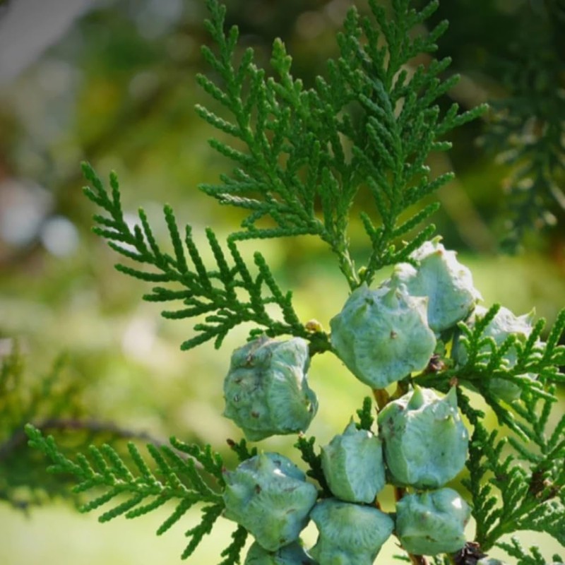 Aromatics International Pure Organic Cypress Essential Oil 5ml | Organic