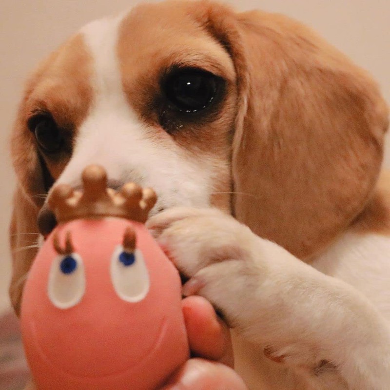 Lanco 8424678701137 King Egg Laugh; 100% Natural Rubber