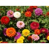 Zinnia Dahlia Flowered Mixture Nice Garden Flower by Seed Kingdom