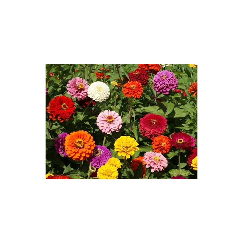 Zinnia Dahlia Flowered Mixture Nice Garden Flower by Seed Kingdom