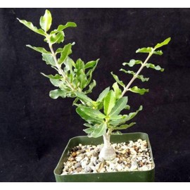 Fockea edulis Cacti Cactus Succulent Real Live Plant