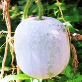 TomorrowSeeds - Giant Winter Melon Seeds - 20+ Count - for 2025 Planting Ash Wax Gourd White Skin Chinese Dong Gua Tallow Pumpkin Fuzzy Hair Asian Vegetable Grow Your Own Home Farm Patio Healthy