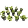 Altman Plants, Assorted Succulents Plants Live Houseplants (12PK), Succulent Plants