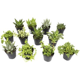 Altman Plants, Assorted Succulents Plants Live Houseplants (12PK), Succulent Plants Home Office Plants Live Indoor Plants, Live Plants Indoor House Plants, Easy Care Plants, Desk Plants Kitchen Plants