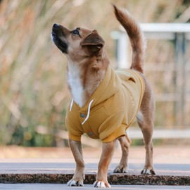 Huskimo Mt Baw Baw Dog Hoodie, Mustard, 52.5cm